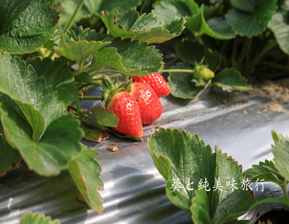 社寮角露營區｜大湖草莓園農忙日常，返鄉生活與季節節奏