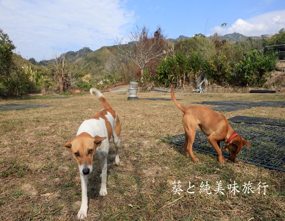 社寮角露營區｜寵物友善露營環境，草地整理與乾淨安心的營地日常