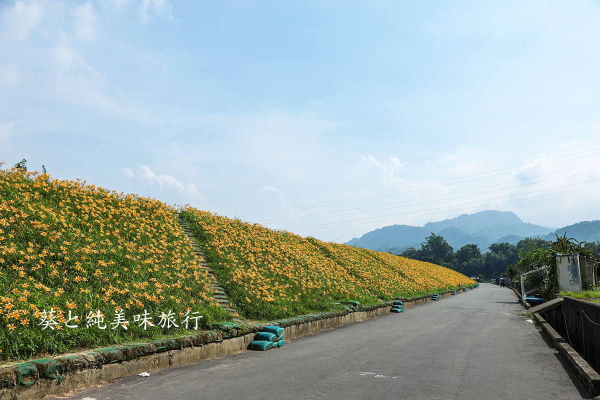 大湖金針花堤防與山景獨旅攝影