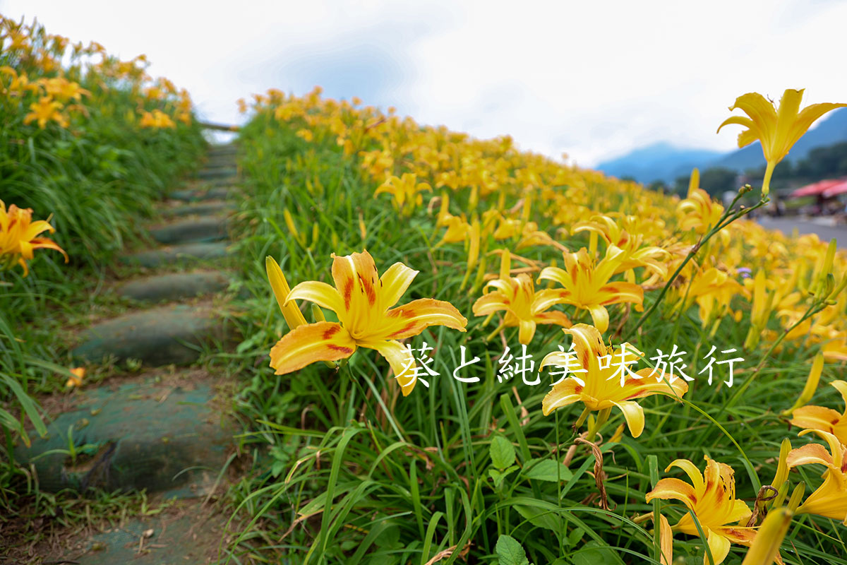 苗栗大湖一日遊大湖金針花堤防獨旅攝影風景