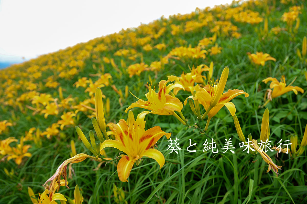 大湖金針花堤防獨旅慢旅行風景